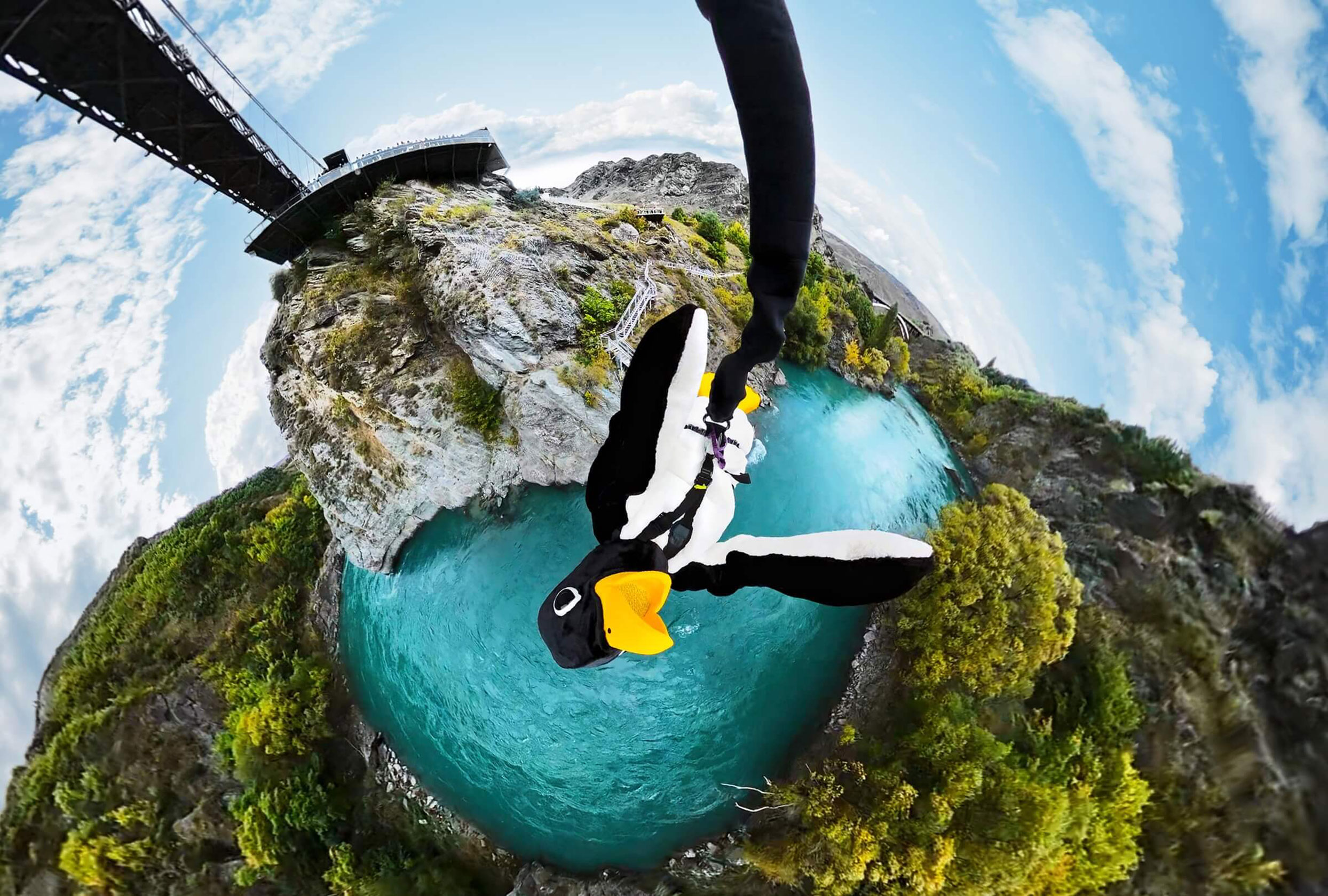 Chippy Bluebird Penguin bungee jump in Queenstown